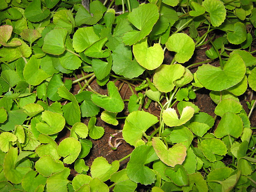 Brahmi plant leaves