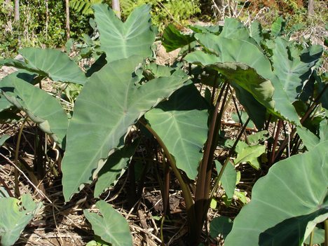 colocasia_patrodu_in_himachal_pradesh_leaves