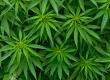 Medical cannabis or Bhang Medical cannabis or Bhang