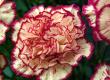 carnations flower Himachal Pradesh carnations flower Himachal Pradesh